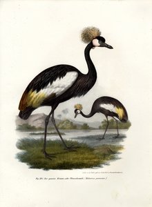Black Crowned Crane by German School
